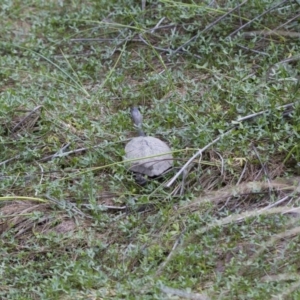 Chelodina longicollis at Illilanga & Baroona - 26 Oct 2017 02:06 PM