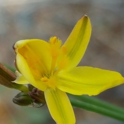 Tricoryne elatior (Yellow Rush Lily) at Isaacs Ridge - 27 Oct 2017 by Mike