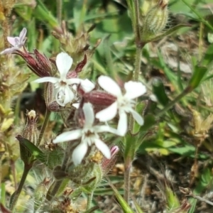 Silene gallica var. gallica at Jerrabomberra, ACT - 27 Oct 2017