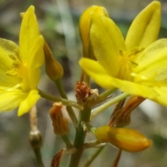 Bulbine bulbosa (Golden Lily) at Jerrabomberra, ACT - 27 Oct 2017 by Mike