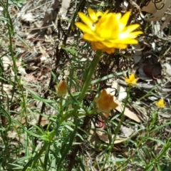 Xerochrysum viscosum (Sticky Everlasting) at Isaacs Ridge - 27 Oct 2017 by Mike