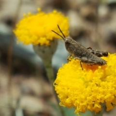 Phaulacridium vittatum (Wingless Grasshopper) at Isaacs Ridge - 27 Oct 2017 by Mike