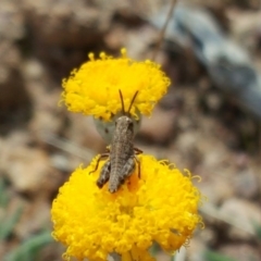 Phaulacridium vittatum at Isaacs Ridge - 27 Oct 2017 02:58 PM