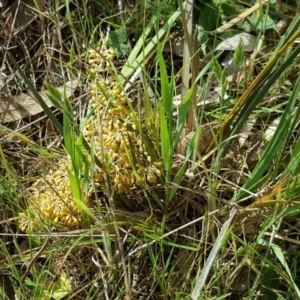 Lomandra multiflora at Isaacs Ridge - 27 Oct 2017