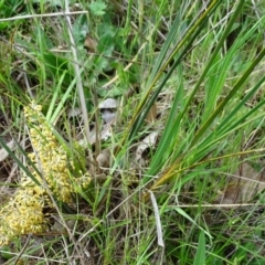 Lomandra multiflora at Isaacs Ridge - 27 Oct 2017