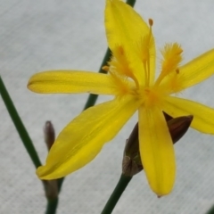 Tricoryne elatior (Yellow Rush Lily) at Isaacs Ridge - 27 Oct 2017 by Mike