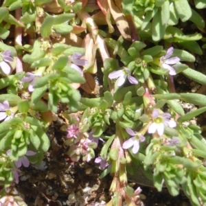 Lythrum hyssopifolia at Jerrabomberra, ACT - 27 Oct 2017