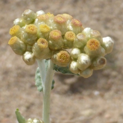 Pseudognaphalium luteoalbum (Jersey Cudweed) at Isaacs Ridge - 27 Oct 2017 by Mike