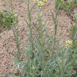 Pseudognaphalium luteoalbum at Isaacs Ridge - 27 Oct 2017