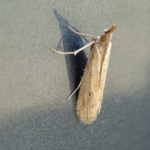 Faveria tritalis at Isaacs Ridge - 27 Oct 2017 03:38 PM