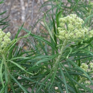 Cassinia longifolia at Jerrabomberra, ACT - 27 Oct 2017 03:10 PM