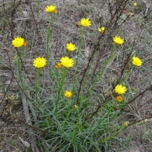 Xerochrysum viscosum at Jerrabomberra, ACT - 27 Oct 2017