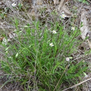 Vittadinia muelleri at Jerrabomberra, ACT - 27 Oct 2017