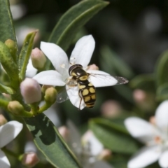 Simosyrphus grandicornis (Common hover fly) at Michelago, NSW - 6 Oct 2017 by Illilanga