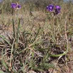 Swainsona sericea (Silky Swainson-Pea) at Tennent, ACT - 10 Oct 2017 by michaelb