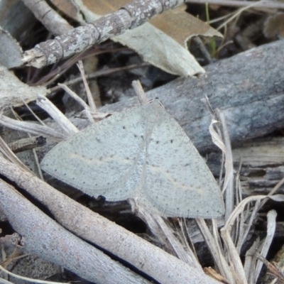 Taxeotis intermixtaria (Dark-edged Taxeotis) at Tennent, ACT - 10 Oct 2017 by michaelb