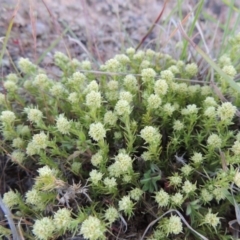 Scleranthus diander (Many-flowered Knawel) at Tennent, ACT - 10 Oct 2017 by michaelb