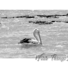 Pelecanus conspicillatus (Australian Pelican) at Millingandi, NSW - 30 Sep 2017 by JulesPhotographer