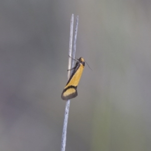 Philobota ancylotoxa at Michelago, NSW - 13 Oct 2017