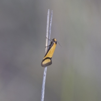 Philobota ancylotoxa (A concealer moth) at Michelago, NSW - 13 Oct 2017 by Illilanga