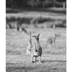 Macropus giganteus (Eastern Grey Kangaroo) at Millingandi, NSW - 18 Oct 2017 by JulesPhotographer