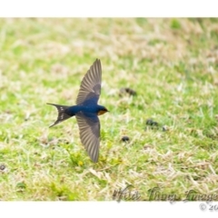 Hirundo neoxena (Welcome Swallow) at Millingandi, NSW - 22 Oct 2017 by JulesPhotographer