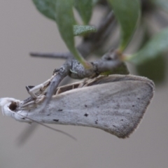 Thalerotricha mylicella (A concealer moth) at Michelago, NSW - 26 Oct 2017 by Illilanga