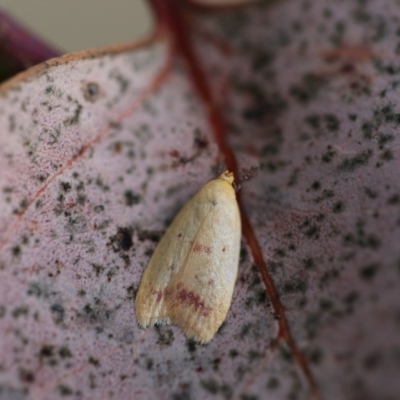 Heteroteucha occidua (A concealer moth) at Wandiyali-Environa Conservation Area - 25 Feb 2015 by Wandiyali