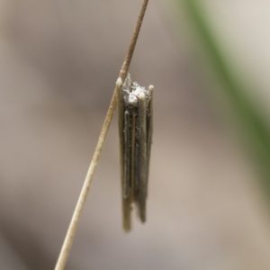 Psychidae (family) IMMATURE at Michelago, NSW - 26 Oct 2017 12:52 PM