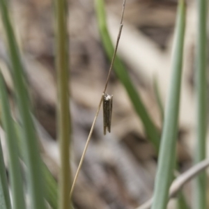 Psychidae (family) IMMATURE at Michelago, NSW - 26 Oct 2017 12:52 PM