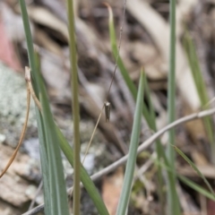 Psychidae (family) IMMATURE at Michelago, NSW - 26 Oct 2017 12:52 PM