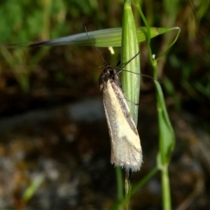 Philobota ellenella at Googong, NSW - 28 Oct 2017