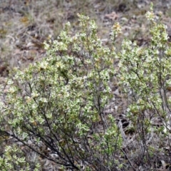 Brachyloma daphnoides at Wamboin, NSW - 28 Oct 2017