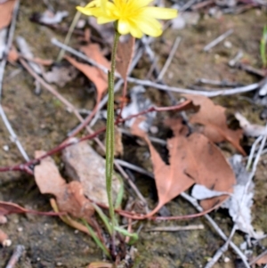 Microseris walteri at Wamboin, NSW - 28 Oct 2017 06:19 PM