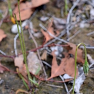 Microseris walteri at Wamboin, NSW - 28 Oct 2017 06:19 PM