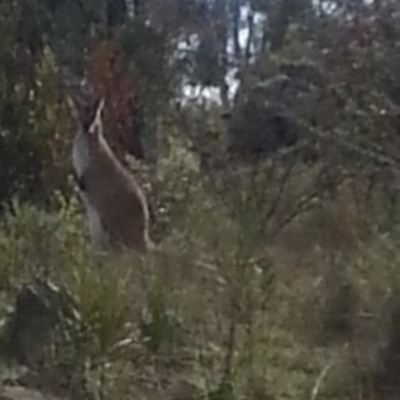 Notamacropus rufogriseus (Red-necked Wallaby) at Wamboin, NSW - 28 Oct 2017 by Varanus