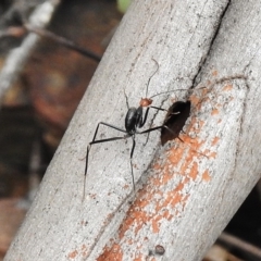 Leptomyrmex erythrocephalus (Spider ant) at Paddys River, ACT - 26 Oct 2017 by JohnBundock