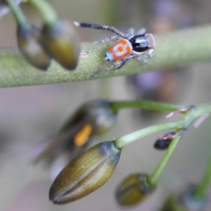 Maratus pavonis at Watson, ACT - 28 Oct 2017