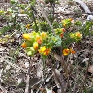 Pultenaea spinosa at Ainslie, ACT - 28 Oct 2017 11:52 AM