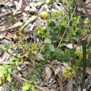 Pultenaea spinosa at Ainslie, ACT - 28 Oct 2017