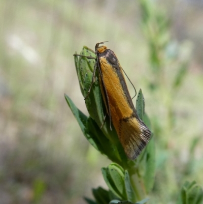 Philobota undescribed species near arabella (A concealer moth) at Googong, NSW - 28 Oct 2017 by Wandiyali