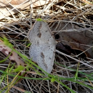 Taxeotis stereospila at Googong, NSW - 28 Oct 2017