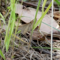 Taxeotis stereospila at Googong, NSW - 28 Oct 2017