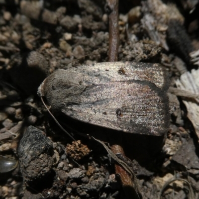 Proteuxoa (genus) (A Noctuid moth) at Wandiyali-Environa Conservation Area - 28 Oct 2017 by Wandiyali