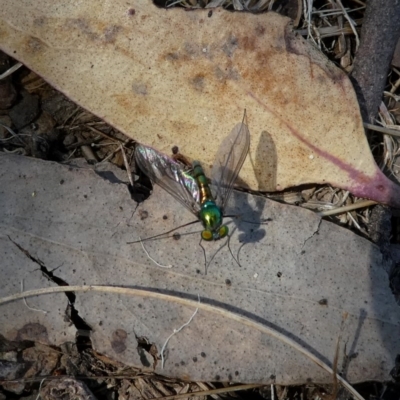 Austrosciapus connexus (Green long-legged fly) at Googong, NSW - 28 Oct 2017 by Wandiyali