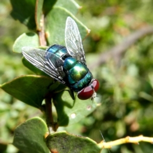 Chrysomya sp. (genus) at Googong, NSW - 28 Oct 2017