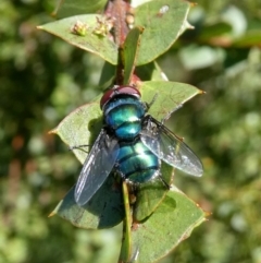 Chrysomya sp. (genus) at Googong, NSW - 28 Oct 2017 01:52 PM