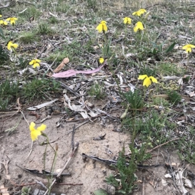 Goodenia pinnatifida (Scrambled Eggs) at Hackett, ACT - 30 Oct 2017 by Louisab