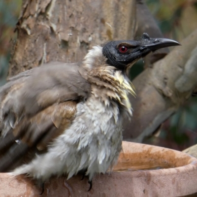 Philemon corniculatus (Noisy Friarbird) at Googong, NSW - 28 Oct 2017 by Wandiyali
