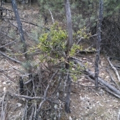 Pyracantha fortuneana at Majura, ACT - 28 Oct 2017 12:31 PM